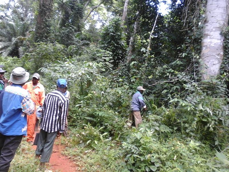 500 Hectares De Terrain Agricole À Louer À Mengang / Cameroun 