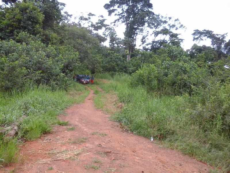 500 Hectares De Terrain Agricole ГЂ Louer ГЂ Mengang / Cameroun 