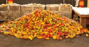 La Campagne Agricole C Est A Nkoteng Terrain Agricole A Vendre 