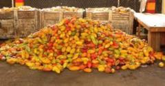 La Campagne Agricole C Est A Nkoteng Terrain Agricole A Vendre,, Nkoteng, Immobilier au Cameroun