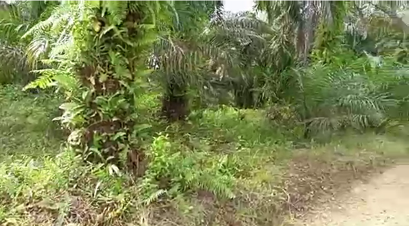 Terrain Titré Et Lotis À Vendre Au Lieu Dit Logbajeck - Dibamba 