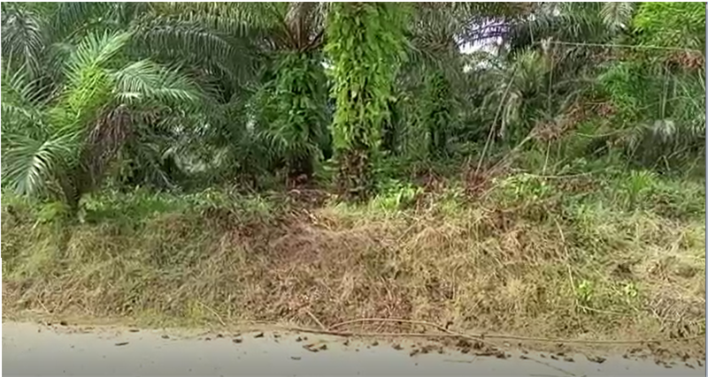 Terrain Titré Et Lotis À Vendre Au Lieu Dit Logbajeck - Dibamba 