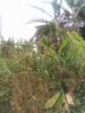 Terrain Titre A Vendre,, Douala, Immobilier au Cameroun