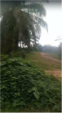 Terrain Titre Et Lotis A Vendre Au Lieu Dit Missole I - Dibamba,, Douala, Immobilier au Cameroun