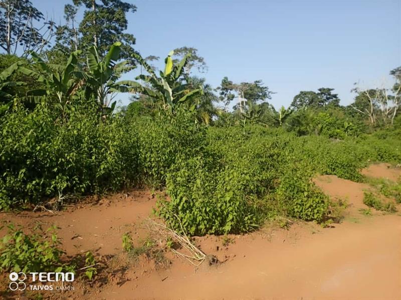 100 Hectares De Terrrain Titré, Pour Agriculture Et Élévvage À Vendre J &  J CORPORATION