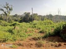 100 Hectares De Terrrain Titré, Pour Agriculture Et Élévvage À Vendre,, Yaoundé, Immobilier au Cameroun