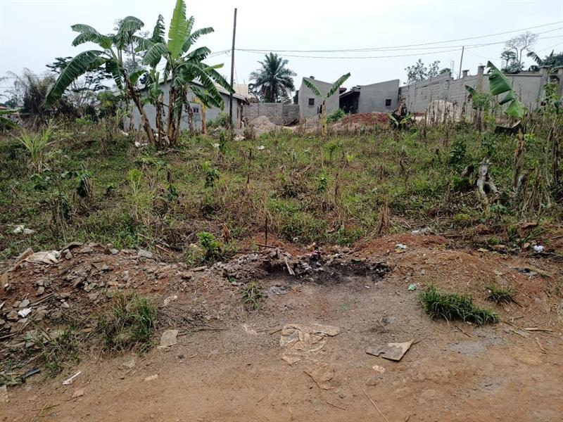 2 Hectares De Terrain Titré Loti À Vendrre À Lada Nkoabang J &  J CORPORATION