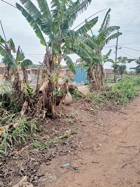 2 Hectares De Terrain Titré Loti À Vendrre À Lada Nkoabang J &  J CORPORATION
