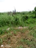 Terrain Titré Logbessou 3000M2,, Douala, Immobilier au Cameroun