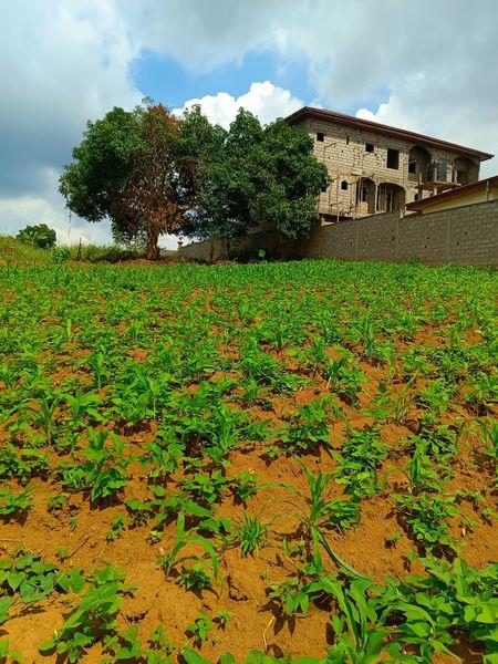 Terrain Titré À Vendre À Tsinga Village J &  J CORPORATION