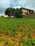 Terrain Titré À Vendre À Tsinga Village,, Yaoundé, Immobilier au Cameroun
