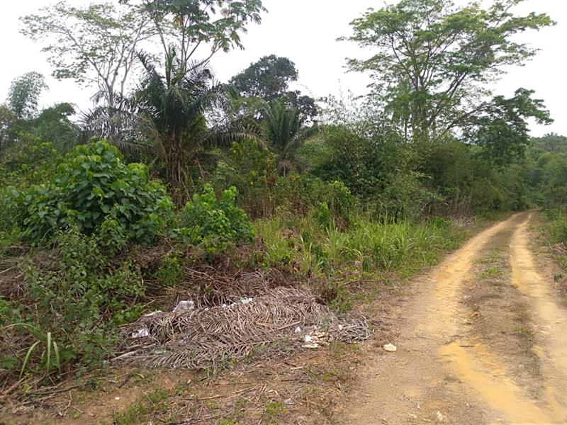 Terrain Agricole De 5 À 500 Hectares À Louer Pour Tous Types De Projets Dans La Sanaga-Maritime Plus Précisément À Makondo. 