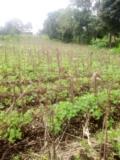 Terrain A Vendre,, Bafoussam, Immobilier au Cameroun