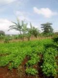 Terrain A Vendre,, Bafoussam, Cameroon Real Estate