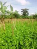 Terrain A Vendre,, Bafoussam, Immobilier au Cameroun