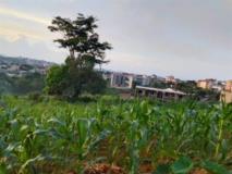 Terrain Titrré À Vendre À Odza Petit Marché,, Yaoundé, Cameroon Real Estate