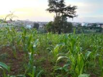 Terrain Titrré À Vendre À Odza Petit Marché,, Yaoundé, Immobilier au Cameroun