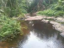 Terrain Agricole De Plus 500 Hectares Non Titré À Vendre Dans La Sanaga-Maritime Plus Précisément À Makondo,, Édéa, Immobilier au Cameroun