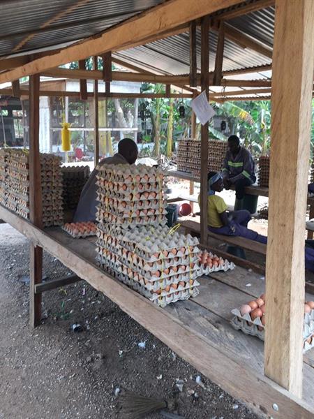 Ferme Moderne Prete À L Emploi À Vendre À Eloumdem Bordure De Route 