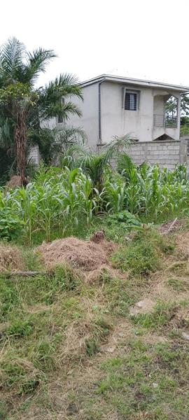 Terrain Titré À Vendre À Yassa Douala Horizon 