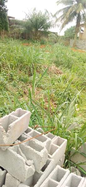 Terrain Plat Titré À Vendre À Nkoabang Itambe 
