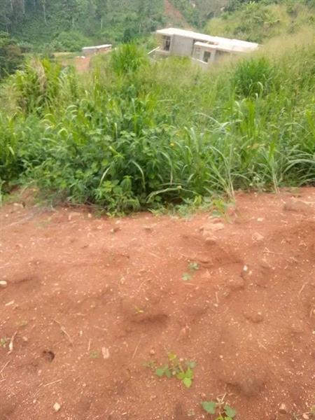 Terrain Titré À Vendre À Fébé Village Yaoundé 