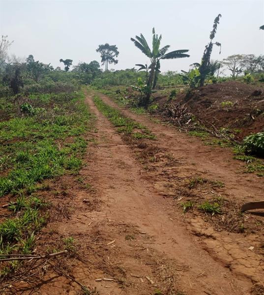 Terrain Titre Et Loti A Vendre A Nyom Yaounde 