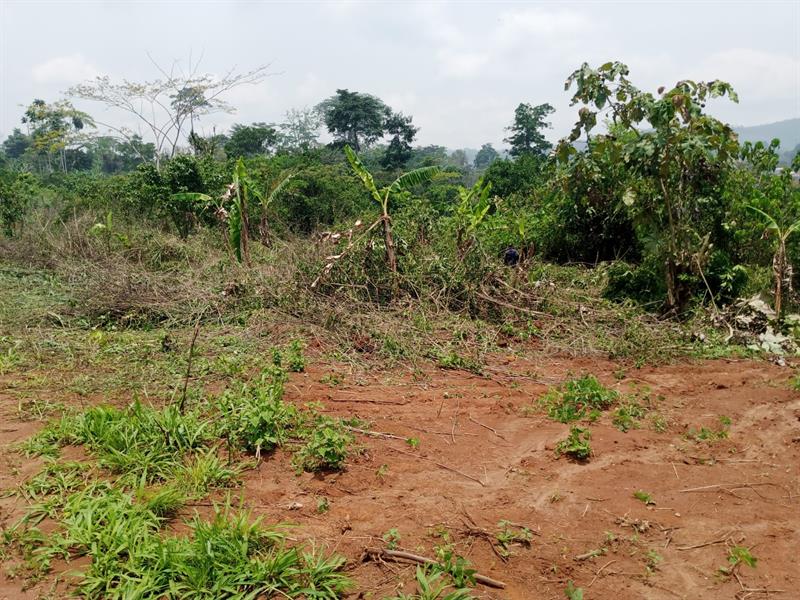 Terrain Titre Et Loti A Vendre A Nyom Yaounde 
