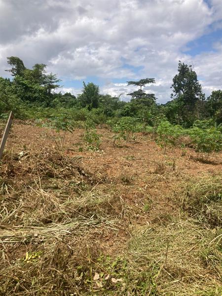 Magnifiques Terrains Titres En Vente A Mbankomo 