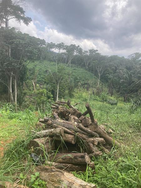 Terrain Titre Et Loti En Vente A Mbankomo Yaounde 