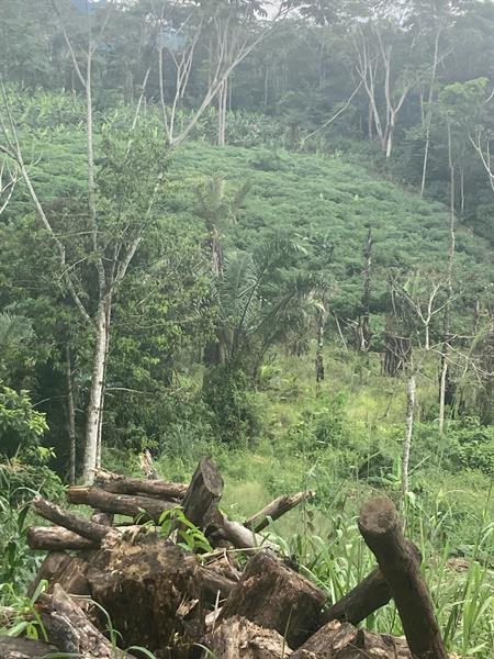 Terrain Titre Et Loti En Vente A Mbankomo Yaounde 