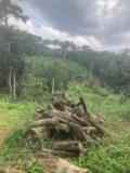 Terrain Titre Et Loti En Vente A Mbankomo Yaounde,, Yaoundé, Immobilier au Cameroun