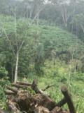 Terrain Titre Et Loti En Vente A Mbankomo Yaounde,, Yaoundé, Immobilier au Cameroun