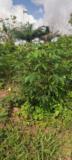 Terrain Titre En Vente A Nkolnda,, Yaoundé, Immobilier au Cameroun
