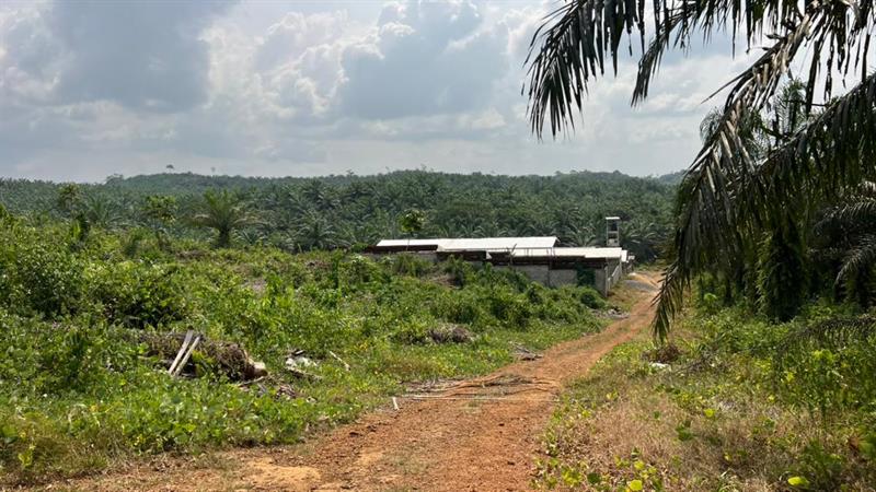 Terrain Titré À Vendre Dans La Dibamba 