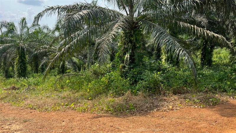 Terrain Titré À Vendre Dans La Dibamba 