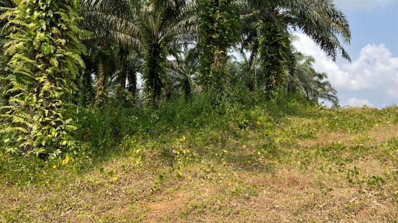 Terrain Titré À Vendre Dans La Dibamba 