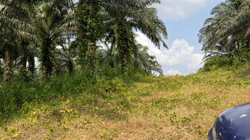 Terrain Titré À Vendre Dans La Dibamba 