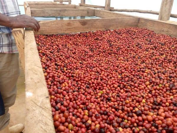 #+27719755564,Coffee Beans(Arabica, Robusta Coffee) Ready For Export 