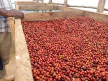 #+27719755564,Coffee Beans(Arabica, Robusta Coffee) Ready For Export,, Douala, Immobilier au Cameroun
