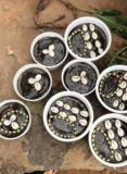 The Best Powerful Spiritual Herbalist Native Doctor In Nigeria,, Douala, Immobilier au Cameroun