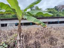 Terrain Agricole À Vendre Ovangul,, Yaoundé, Immobilier au Cameroun