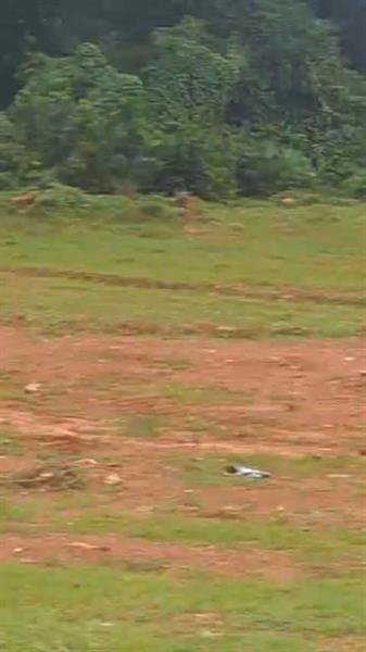 Terrain À Yaoundé Tsinga Village Royal business center