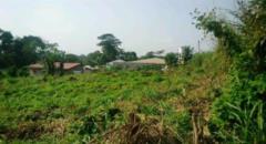 Terrains À Vendre À Bafang,, Bafang, Immobilier au Cameroun