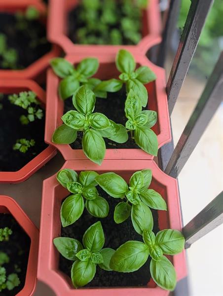 Pots D'herbes Essentielles 