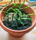 Pots D'herbes Essentielles,, Yaoundé, Immobilier au Cameroun