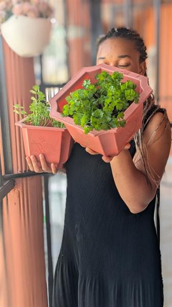 Pots D'herbes Essentielles 