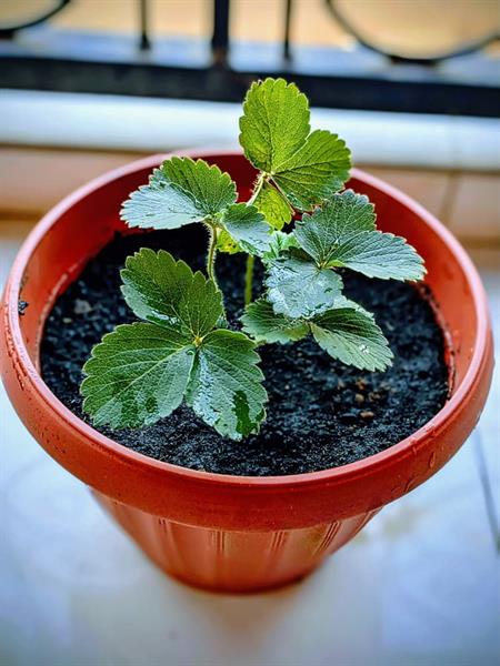Pots D'herbes Essentielles 