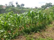 Terrain Titré À Vendre À Awae,, Yaoundé, Immobilier au Cameroun