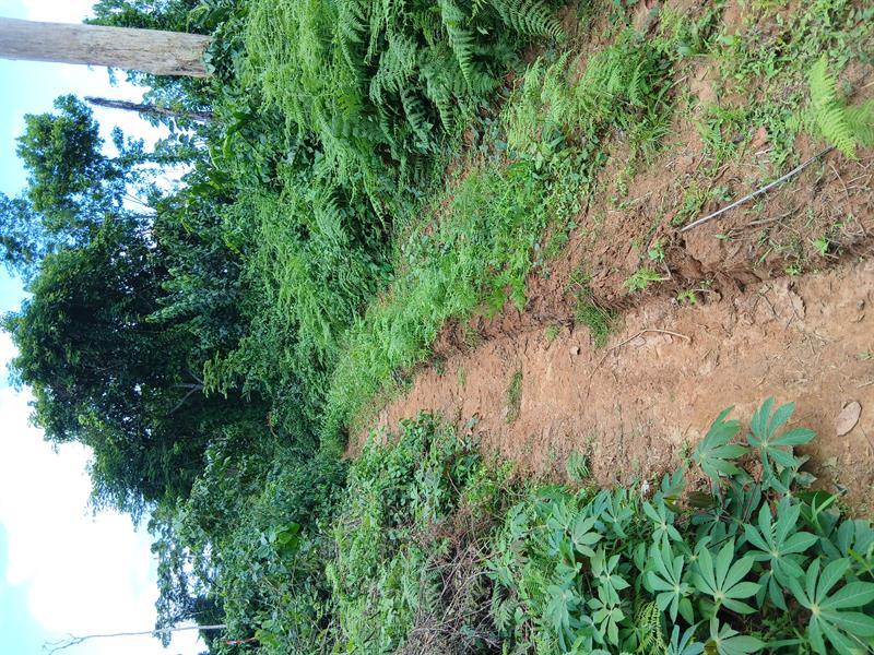 Terrain Agricole 